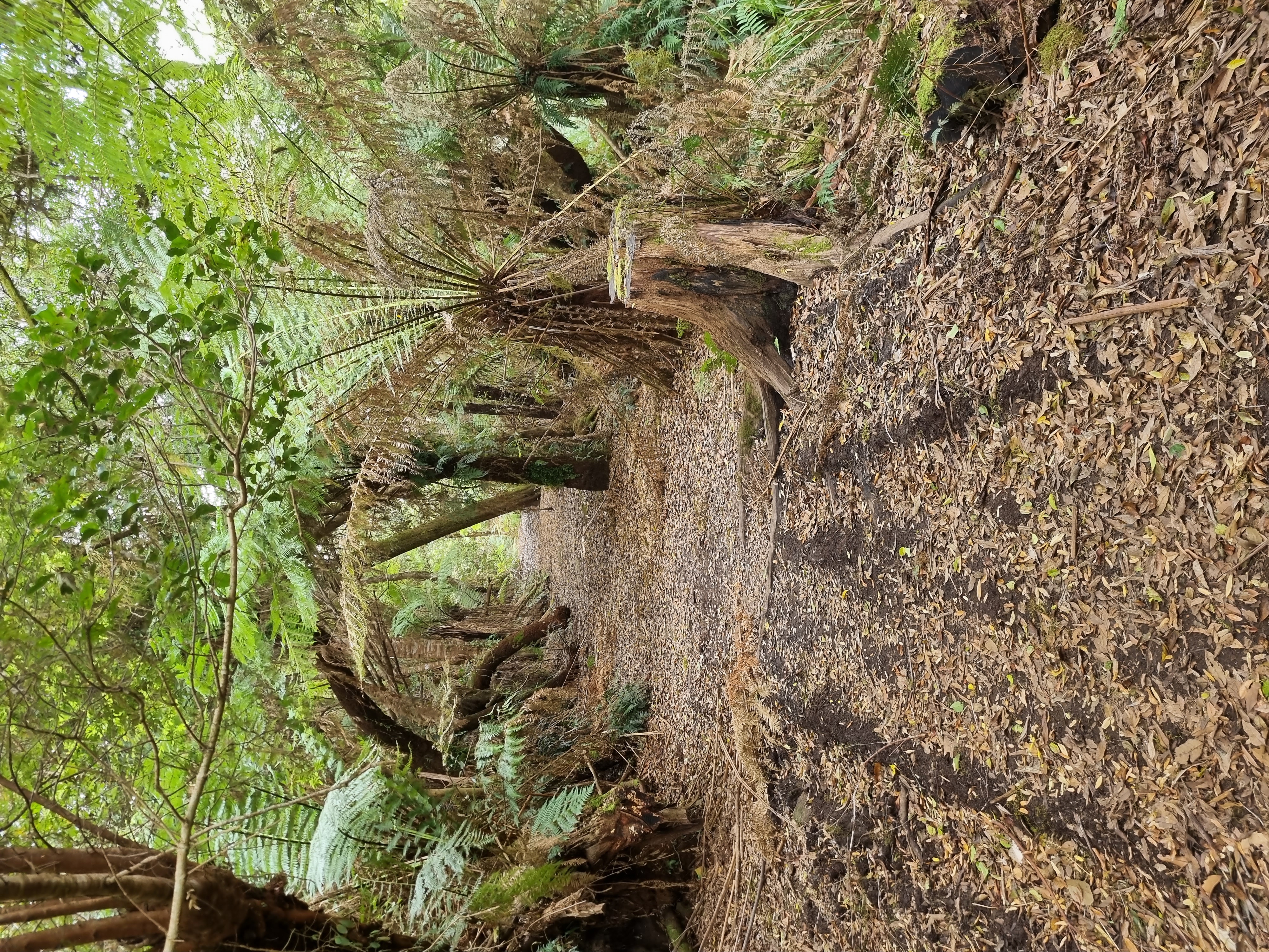 A nice walking track to Mount Dromedary...